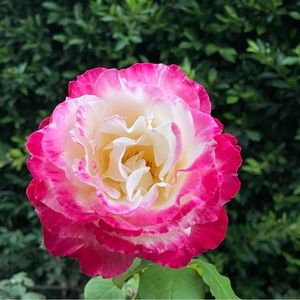 Meet your Posher, Alison